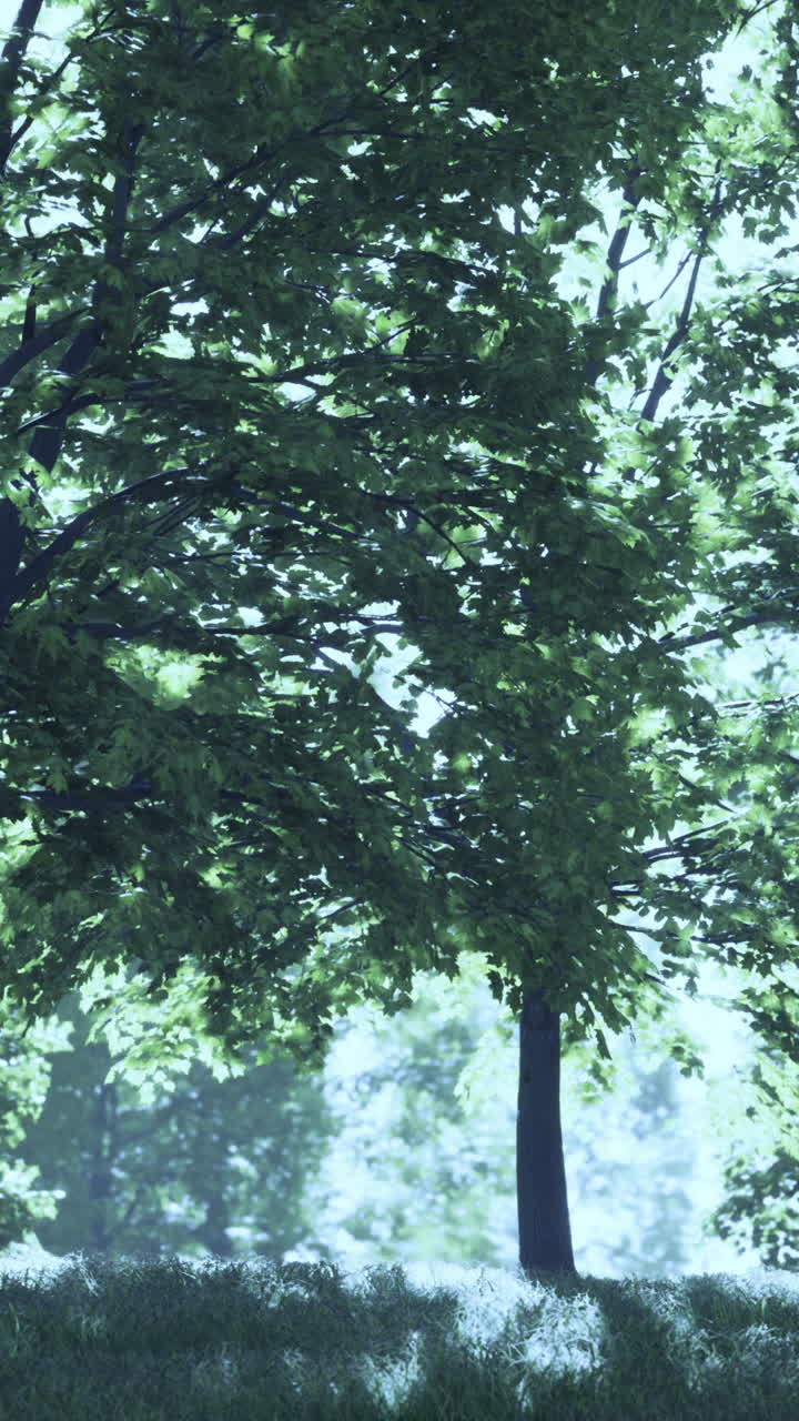 una escena tranquila en el bosque.