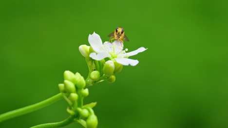 Das-Video-Zeigt-Eine-Gelbe-Schwebfliege-Auf-Blüten-Der-Venusfliegenfalle