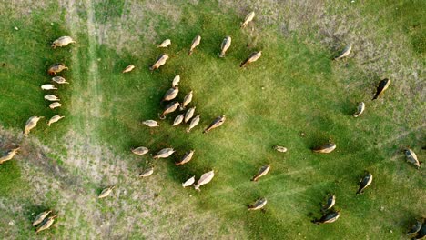 Thai-buffalo-group-on-grass-field-animal-industry