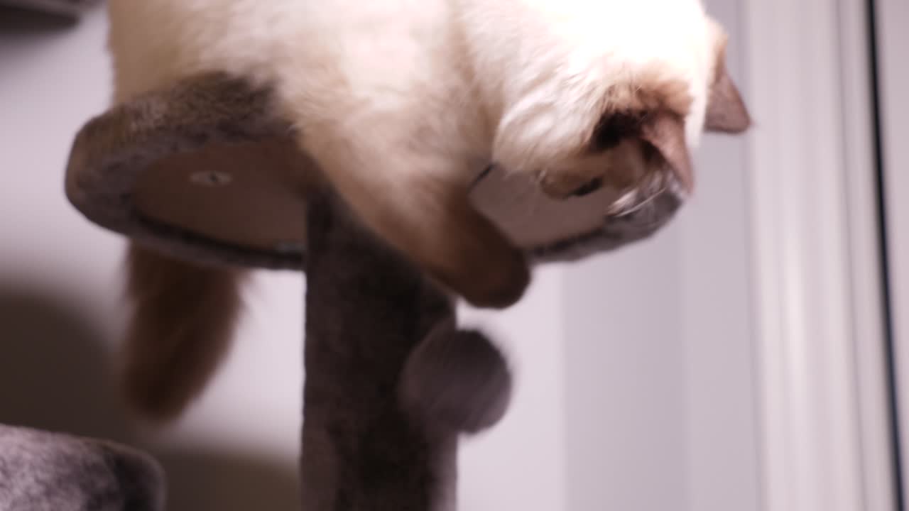 Gatto Ragdoll Bianco Point Color che gioca sul tiragraffi.