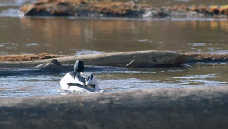 common merganser male swimming in river and diving