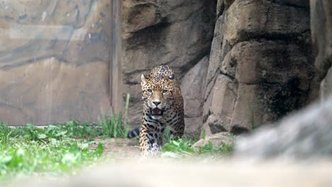 zoomed slow-motion footage captures a jaguar in a zoo enclosure, pacing near rocky formations