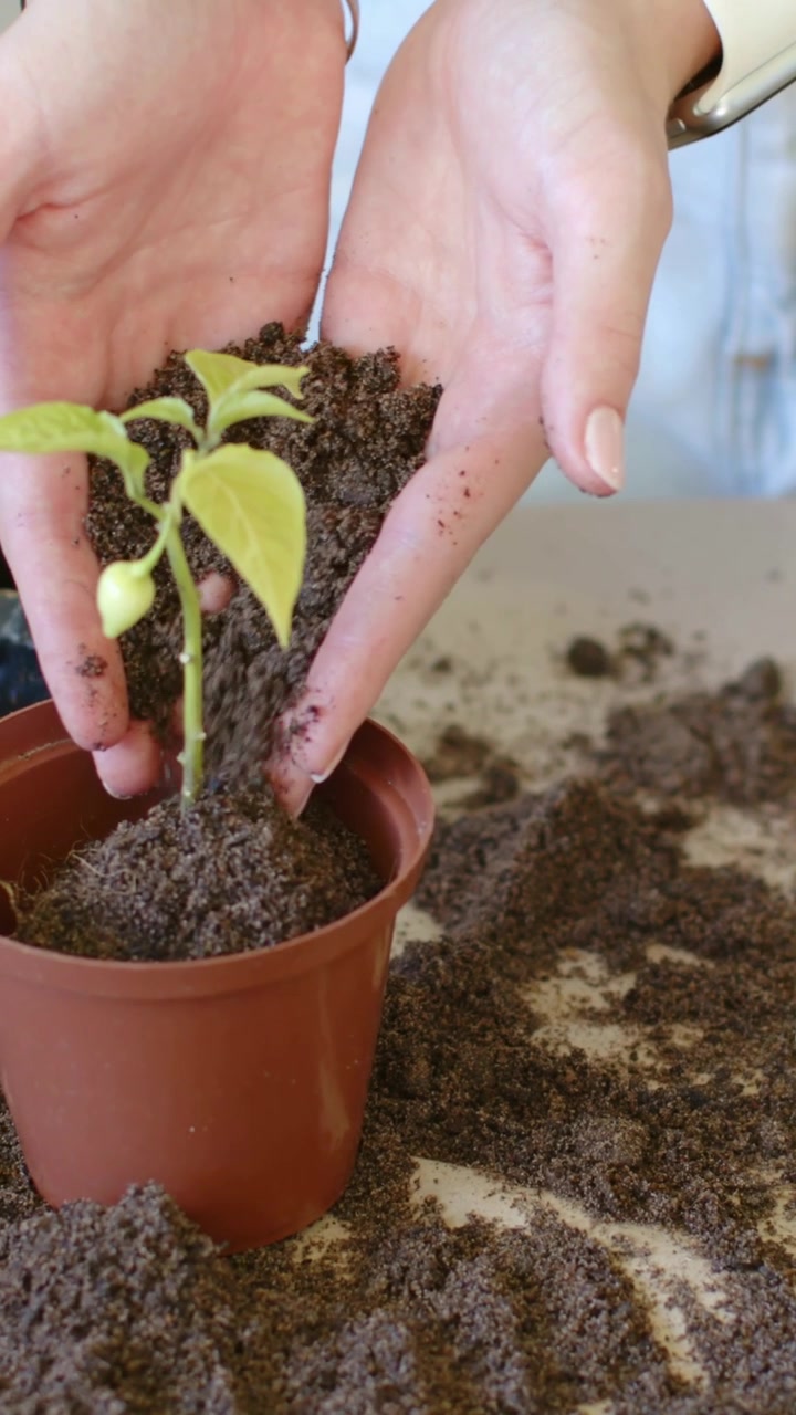 Video verticale: Mani che versano una piantina in un vaso, aggiungendo terra intorno allo stelo su un tavolo di casa per le radici.