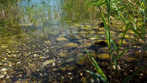 wild reefs on shoreline of ohrid lake, shallow clean water and colorful pebbles, beautiful calm nature in summer