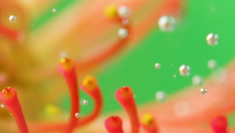 close-up of flower with bubbles