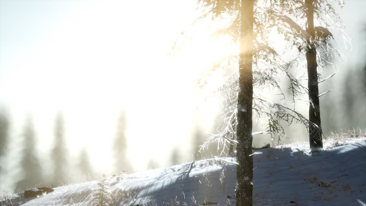 산의 숲에서 화려한 크리스마스 장면. 다채로운 겨울 해가 뜨는