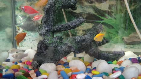 colorful exotic fish swimming in deep blue water aquarium with pebbles and coral in the tank