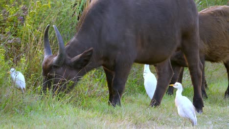 mother and calf buffalo grazing in the tall grass with egrets relaxing around them