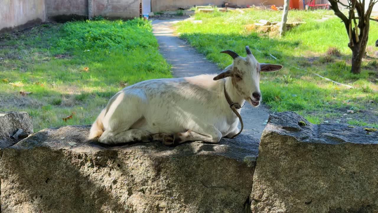 Domestic Capra is resting leisurely on the concrete fence wall in Ovar, Portugal. Close-up shot