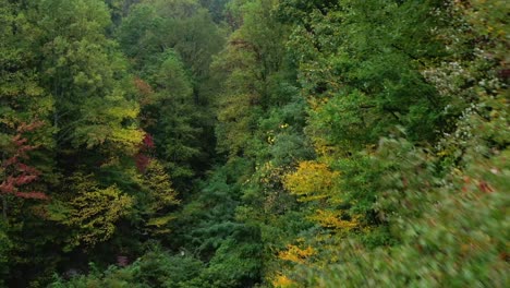 Regentag-Im-Amicalola-State-Park-In-Georgia