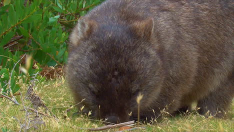 a wombat grazes on grass in australia 4