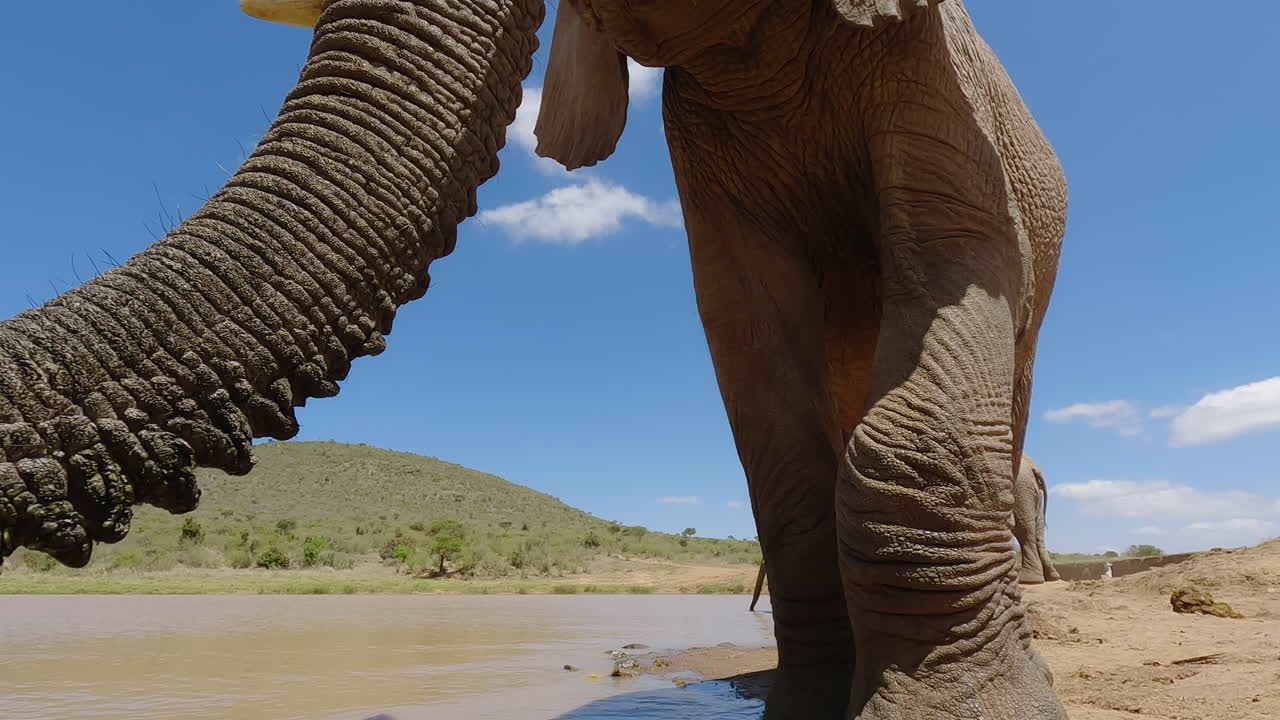 Afrikansk savanneelefant går forbi kameraet ud af billedet