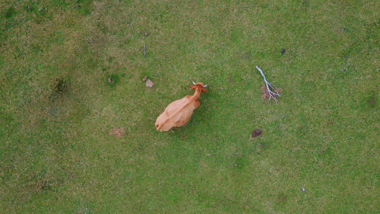 Aerial view of a cow in a field