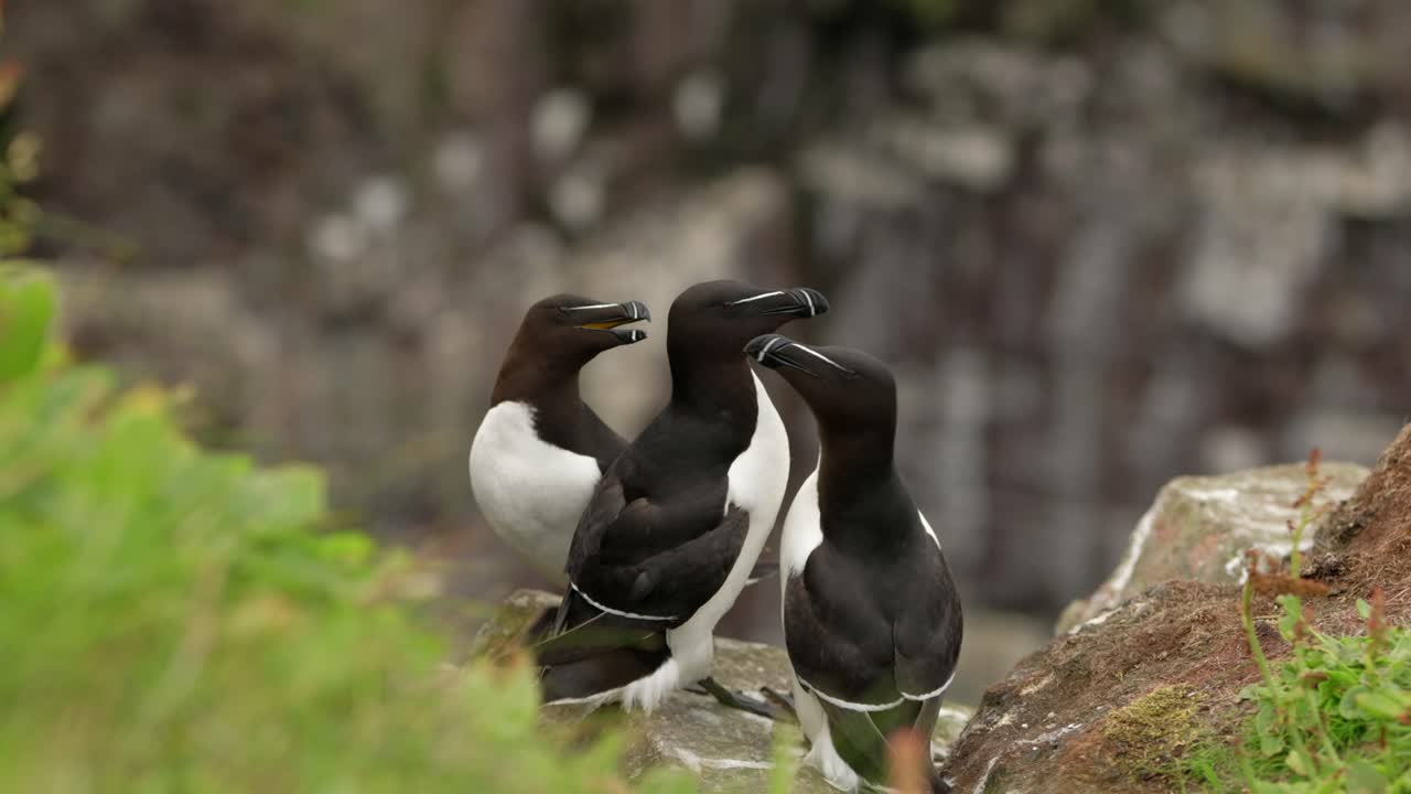 tres alcas se sientan al borde de un acantilado interactuando entre sí en una colonia de aves marinas mientras otras aves marinas vuelan en el fondo