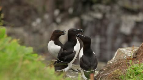 three razorbills sit on the edge of a cliff interacting with each other in a seabird colony as other seabirds fly around in the background