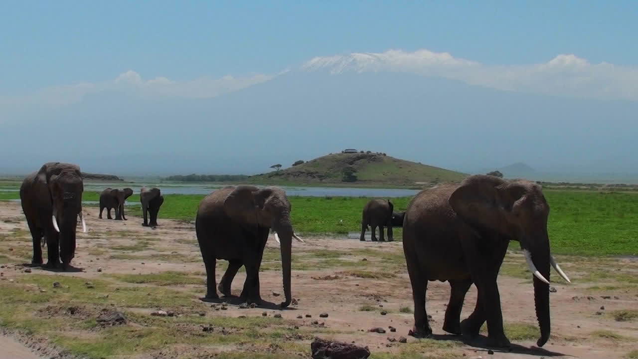킬리만자로 산을 배경으로 코끼리 떼가 지나간다.