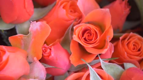 close-up of vibrant orange roses