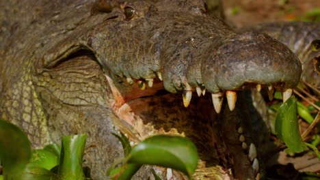 close-up of a nile crocodile, crocodylus niloticus, with its mouth open, revealing sharp teeth while resting on the riverbank in murchison falls national park, uganda, in direct sunlight.