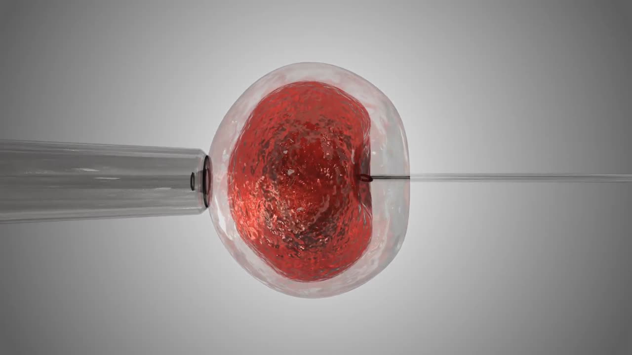 huevo naranja siendo fertilizado por espermatozoides