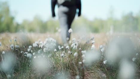 Nordic-girl-walking-among-Eriophorum-waving-in-the-wind-in-sunny-Copenhagen