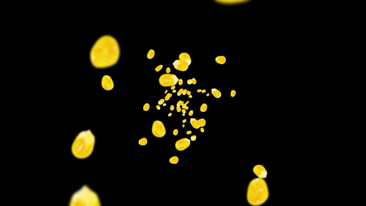 검은색 바탕에 많은 옥수수 어리를 날려. 노란색 달한 옥수스 씨. 채식주의자. 건강한 음식. 옥수수가 회전하는 3d 루프 애니메이션.