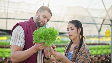 farmers inspecting hydroponic lettuce crop in greenhouse