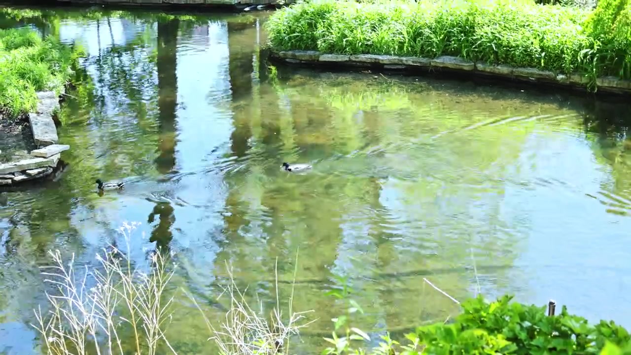 Patos nadan en un pequeño estanque rodeado de césped y árboles durante un día soleado en un parque