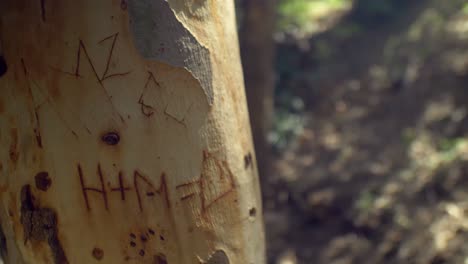 Ein-Liebesschild-An-Einem-Baum