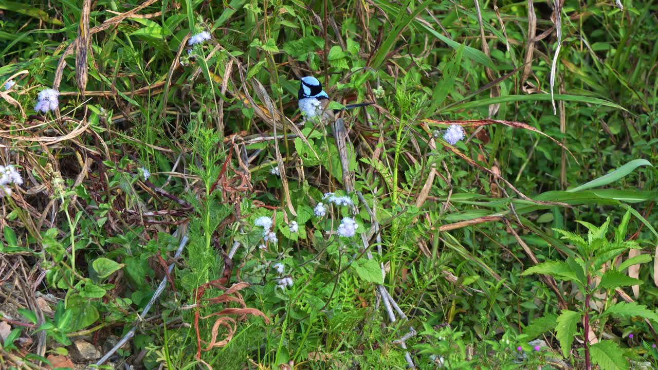Superb Fairywren in grassy foliage