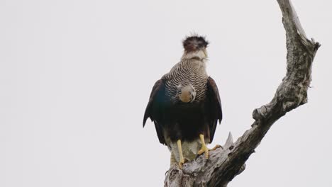 large bird of prey, crested caracara, caracara plancus perching still on dry dead tree branch, turning its head to the back, looking and searching for potential catch, wildlife close up shot