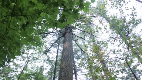 FPV-Spinning-in-a-forest-looking-up-towards-the-green-canopy-covered-sky