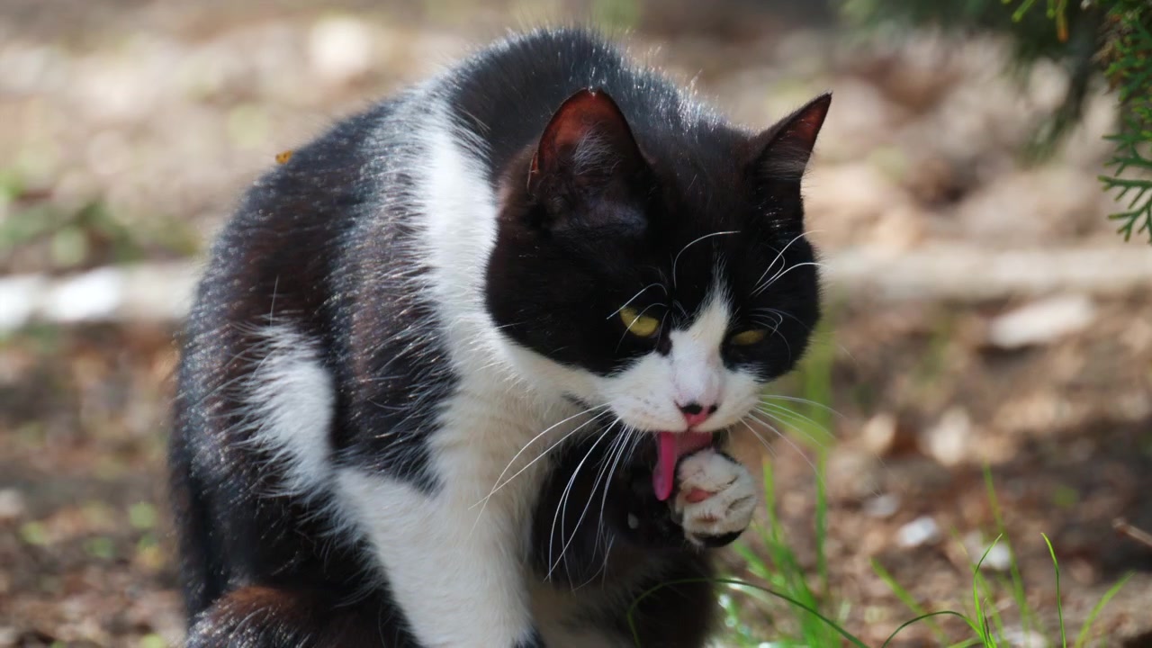 Primer plano de un gato blanco y negro lamiéndose la pata mientras se acicala