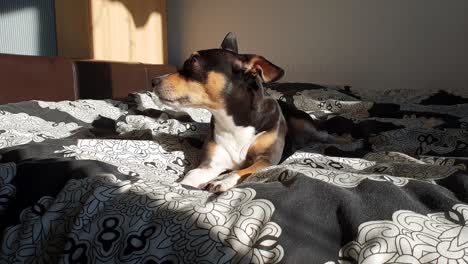 Lindo-Español-Ratonero-Bodeguero-Andaluz-Perro-Acostado-En-La-Cama-Bajo-El-Sol,-Relajante