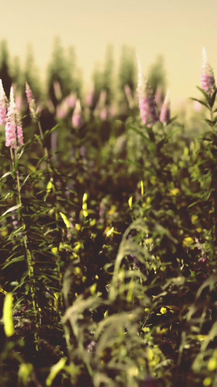 Fiori crescono in un campo durante il giorno con la luce del sole che illumina le piante.
