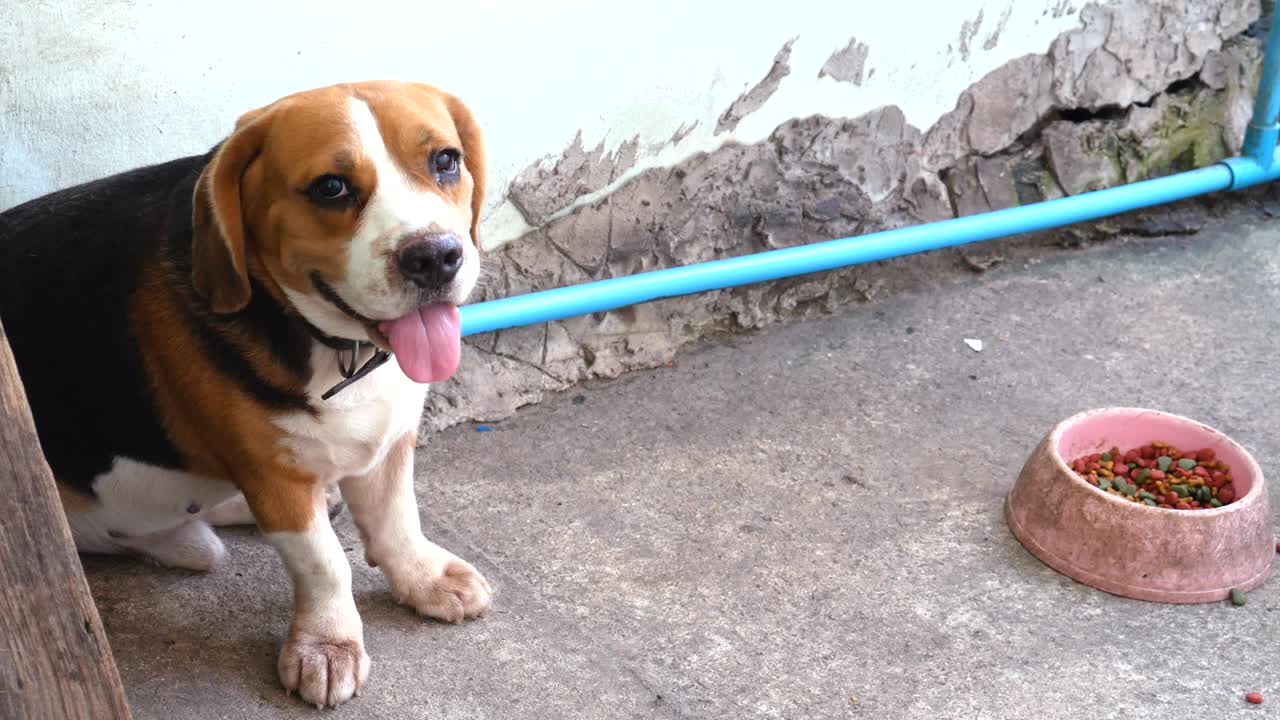 gran perro beagle sentado y esperando a su dueño. concepto de animales y mascotas. tema del mejor amigo.