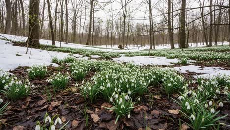 a serene landscape showcasing a carpet of snowdrops blooming amidst a snowy forest, highlighting the beauty of nature's early spring awakening in a tranquil woodland setting