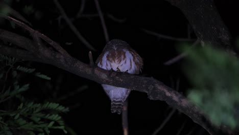 visto desde abajo mientras mira a su alrededor comida en medio de la noche, búho barrado asiático glaucidium cuculoides, tailandia