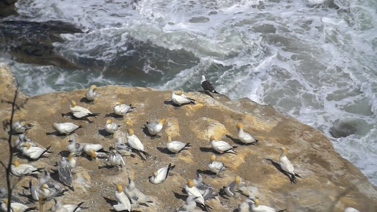 Gannet Birds on Rock 2