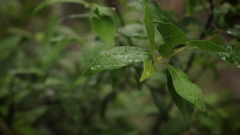 Close-view-of-leaf-under-rain-along-the-walking-tracks-in-Burleigh-Heads-National-Park,-Gold-Coast,-Australia