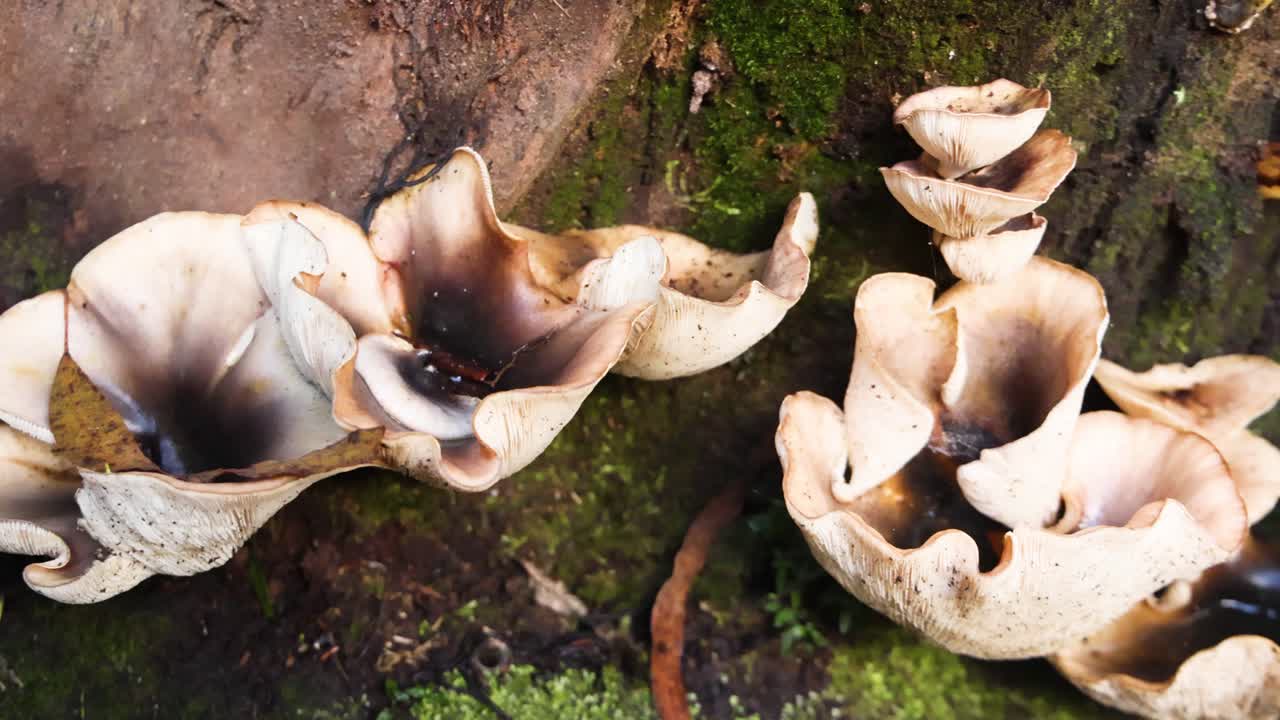 hongos que crecen en el tronco de un árbol de musgo