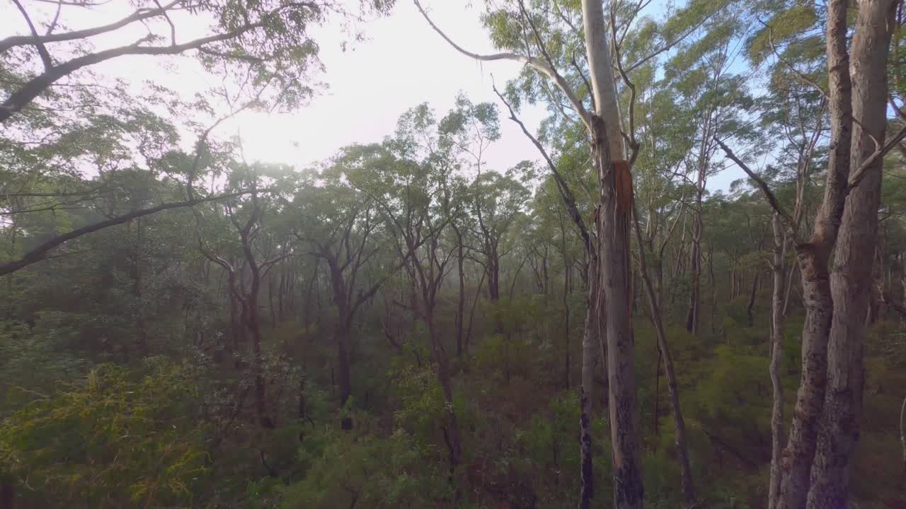 Misty Forest - Early Morning Fly Through