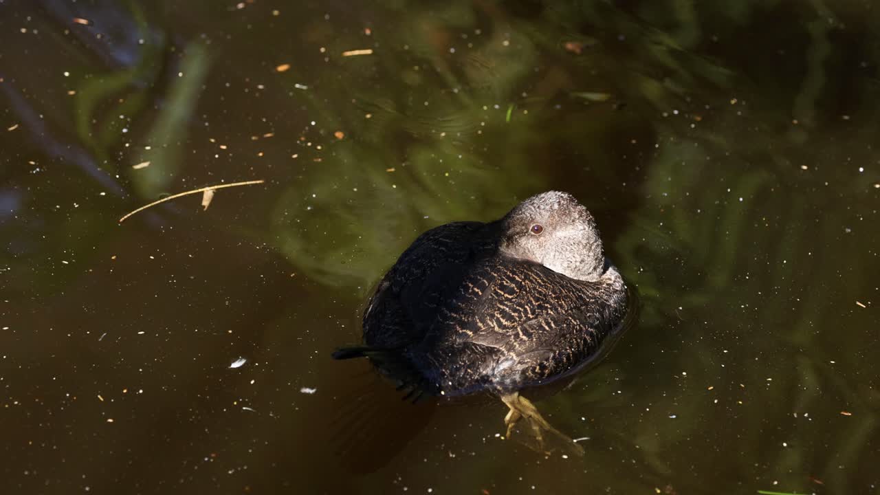 un pato nadando en un estanque