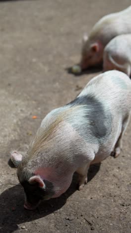 adorable piglets