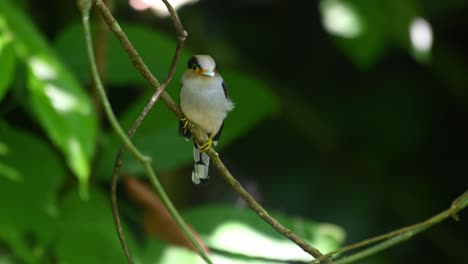 silver-breasted broadbill, serilophus lunatus, kaeng krachan, thailand