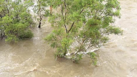 Bäume-Wurden-Vom-Hochwasser-Verschluckt