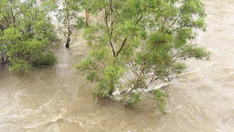 árboles tragados por las aguas de la inundación