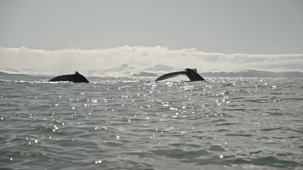 Slow motion of two big adult humpback whales surfacing and diving with tail