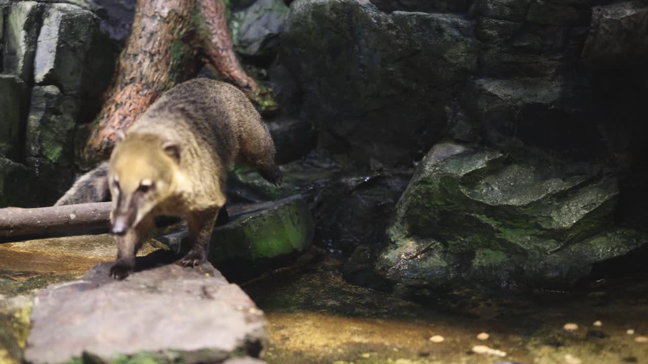 Un coati si muove tra rocce e acqua