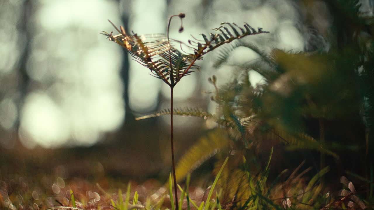 Close-up of a fern in a forest setting