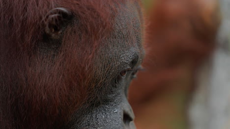 orangutan profile